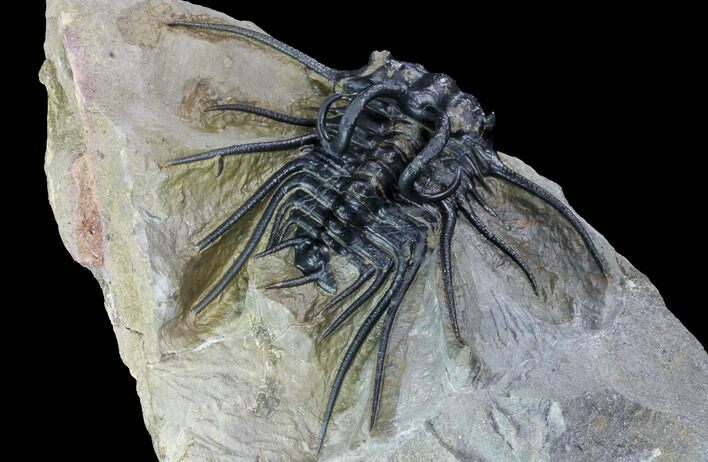 Dicranurus Trilobite - Excellent Preparation! #87106